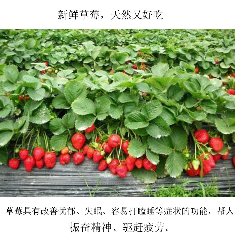 四川雅安 浓郁水果  美味又可口 的草莓
